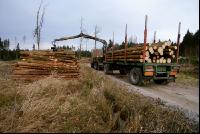 Holz auf LKW 9
