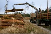 Holz auf LKW 10