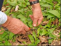 ramsons 1