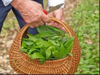 ramsons 4