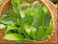 ramsons 5