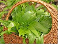 ramsons 6