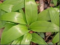 ramsons 7