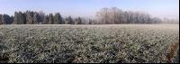 Gerste Panorama 2