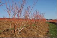 Heidelbeere Winter 3