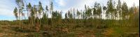 Waldschaden 2