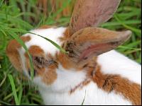 Hase 1