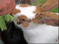 Hase 2