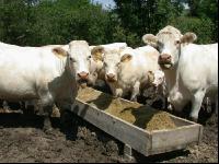 Charolais Weide 14