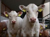 Charolais Jungrinder 1