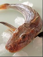 Knurrhahn