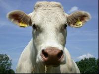 Charolais Weide 7