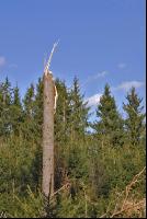 Windwurf 11