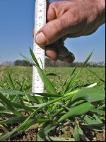 Triticale bestockt 2
