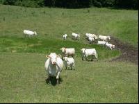 Charolais Weide 3