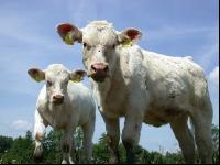 Charolais Weide 12