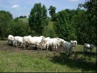 Charolais Weide 9