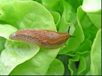 Wegschnecke 9