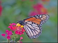 Monarch 2