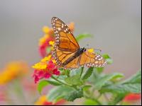 Monarch 1
