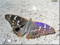 Schillerfalter 2