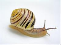 Garten-Bänderschnecke 1