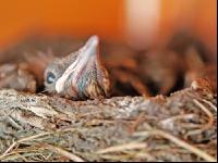 Vogelnest 1