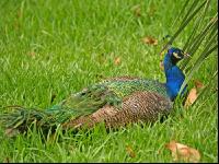 Pfau 2