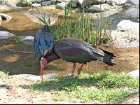 Waldrapp 1