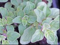 Oregano 2