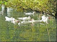White ducks