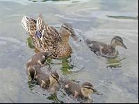 Young ducks 