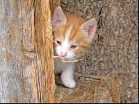 Spielende Katzen 1