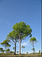 Buchenwald 6