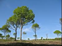Buchenwald 5
