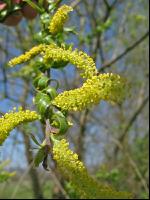 Silberweide Blüte 1