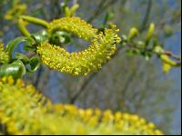 Silberweide Blüte 2