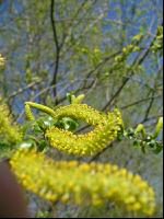 Silberweide Blüte 3