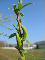 Silberweide Blüte 4