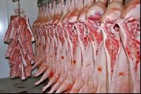 Kühlraum Schweine 4