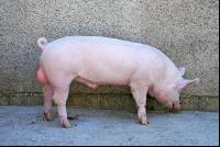 Edelschwein Eber 03