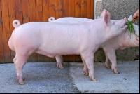 Edelschwein Eber 04