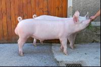 Edelschwein Eber 05