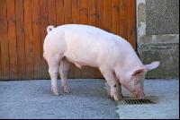 Edelschwein Eber 07