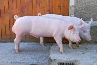 Edelschwein Eber 08