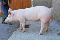 Edelschwein Eber 09