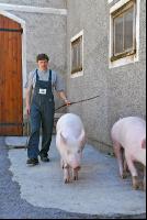 Edelschwein Eber 11