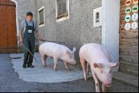 Edelschwein Eber 12