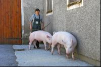 Edelschwein Eber 13