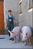 Edelschwein Eber 14